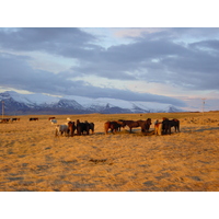 รูปถ่าย ไอซ์แลนด์(Iceland) ถนนหมายเลข 39 ไปเรคยาวิก(Road 39 to Reykjavik) 2003-03 21
