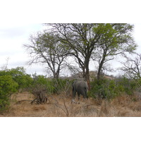 รูปถ่าย แอฟริกาใต้(South Africa) อุทยานแห่งชาติครูเกอร์(Kruger National Park) 2008-09 88