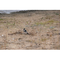 รูปถ่าย แอฟริกาใต้(South Africa) อุทยานแห่งชาติครูเกอร์(Kruger National Park) 2008-09 34